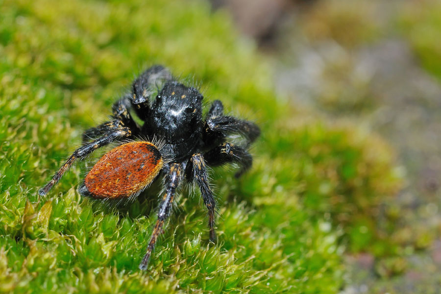 Carrhotus xanthogramma